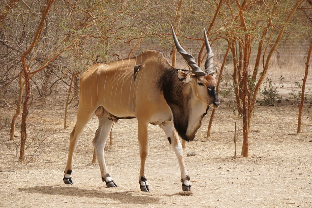 one of the largest types of antelopes, Giant Eland, Bandia Reserve, Senegal, West Africa