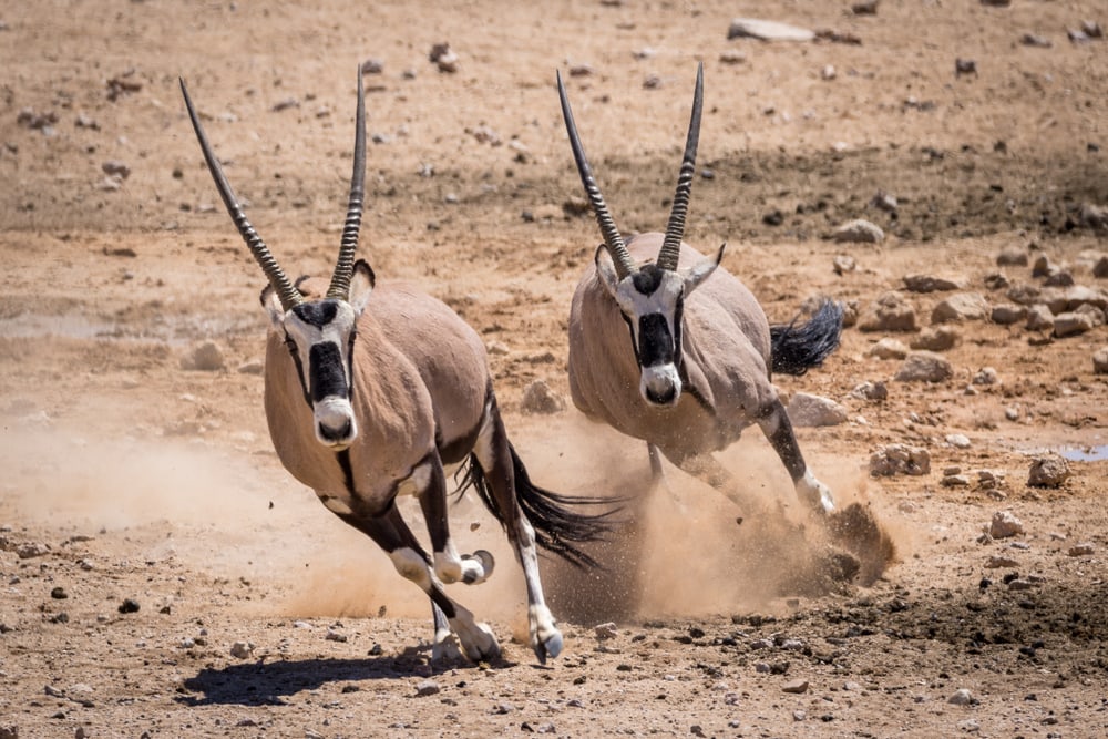two gemsbok oryxes running on a desert 