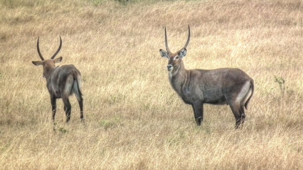 two waterbucks antelopes on a savannah in Tanzania