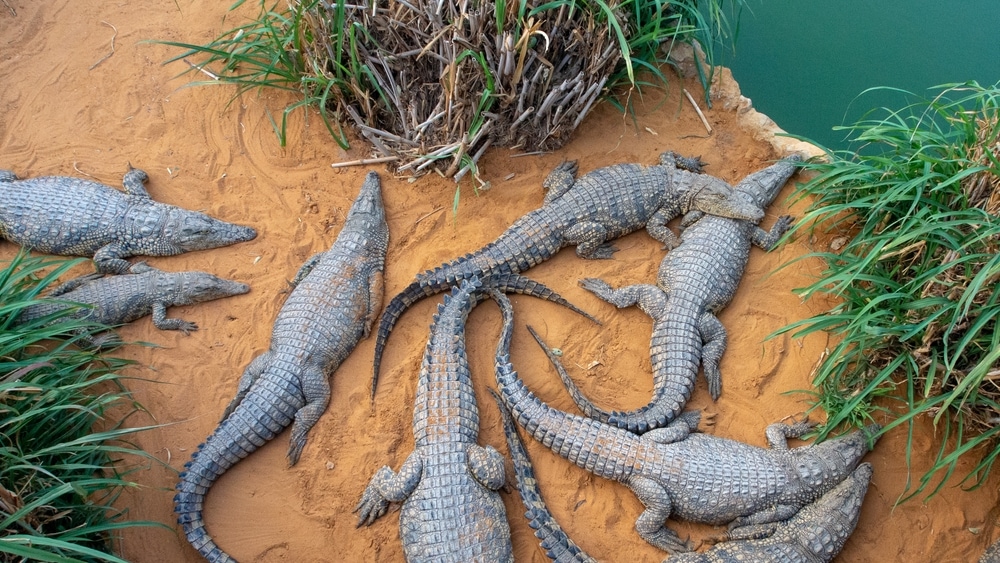 juvenile Nile crocodiles basking on a sandy riverbank 