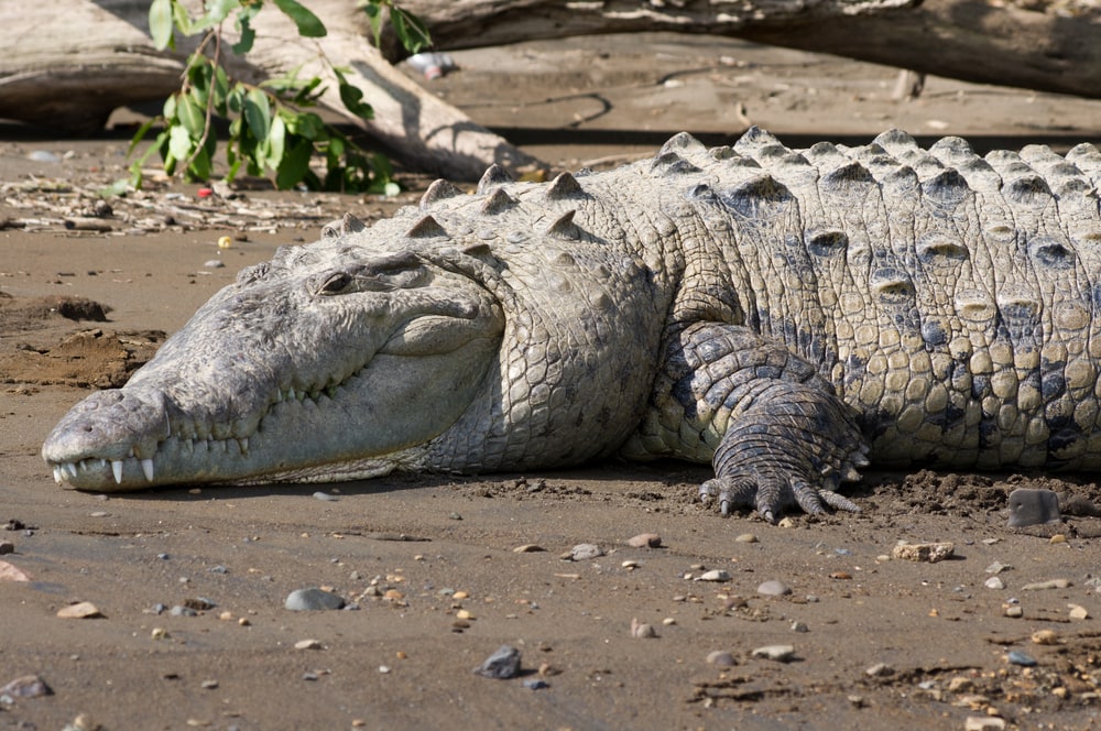 image of American Crocodile basking on a riverbank in Costa Rica