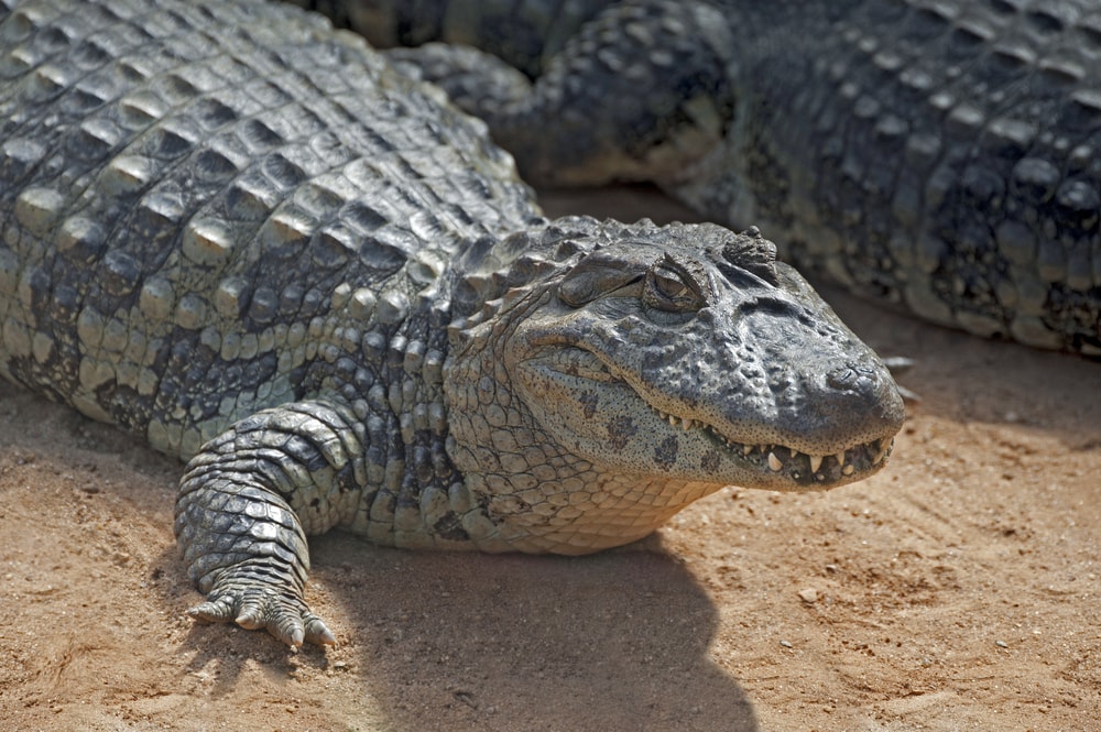 image of a broad-snouted caiman, also known as the broad-nosed caiman basking out of the water in Sao Paolo, Brazil