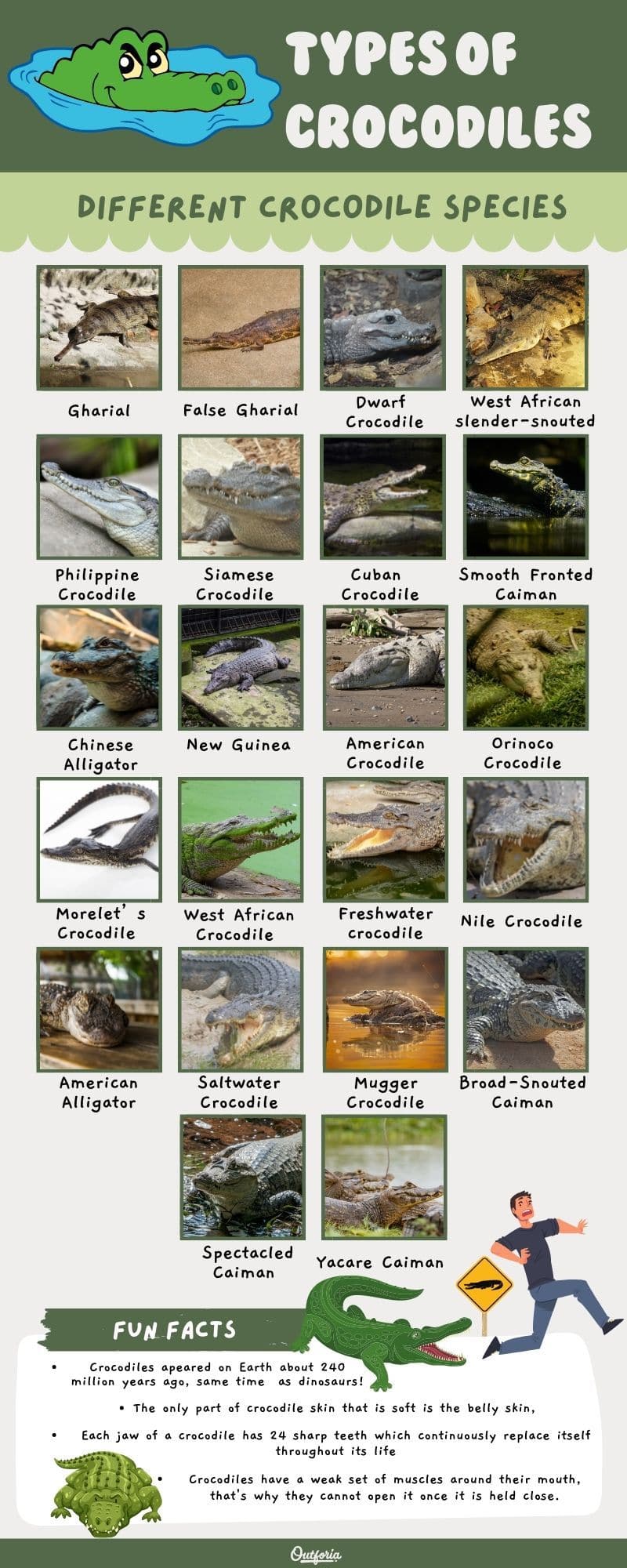 chart of the different types of crocodiles with images, names, fun facts