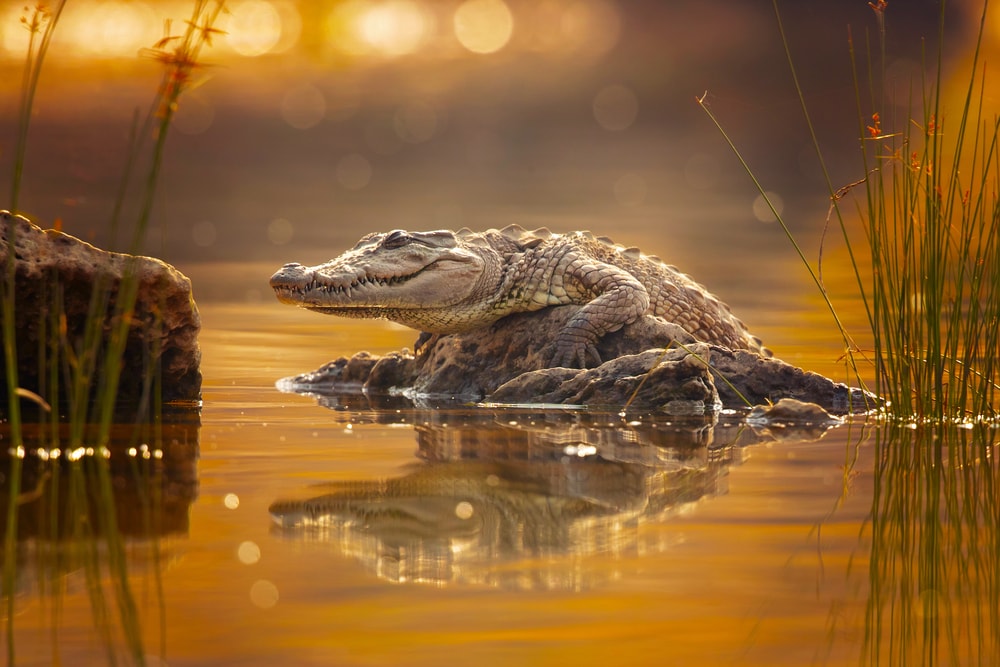 image of a mugger crocodile in a marsh during sunset