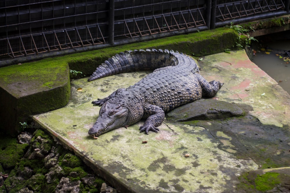 image of New Guinea crocodile which can only be seen in Papua New Guinea and the Papua Province of Indonesia