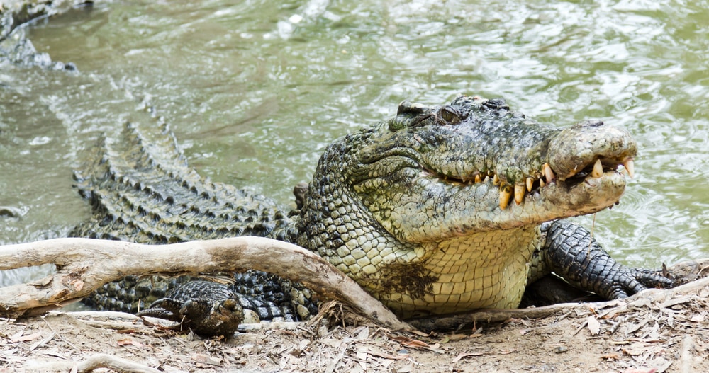 image of the largest living reptile, the saltwater crocodile emerging out of the water