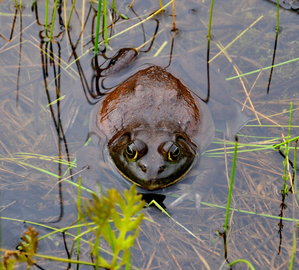image of the largest frog The goliath frog otherwise known as goliath bullfrog or giant slippery frog (Conraua goliath) in a swamp