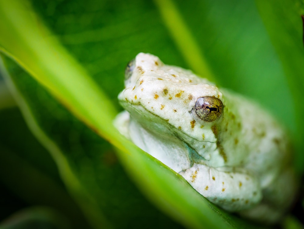 Marbled reed frog or painted reed frog (Hyperolius marmoratus). on a leaf in George. Garden Route. Western Cape. South Africa