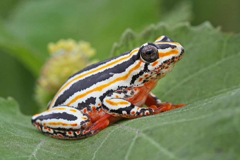 The Painted Reed Frog  is a spectacular reed frog species found in Southern Africa.