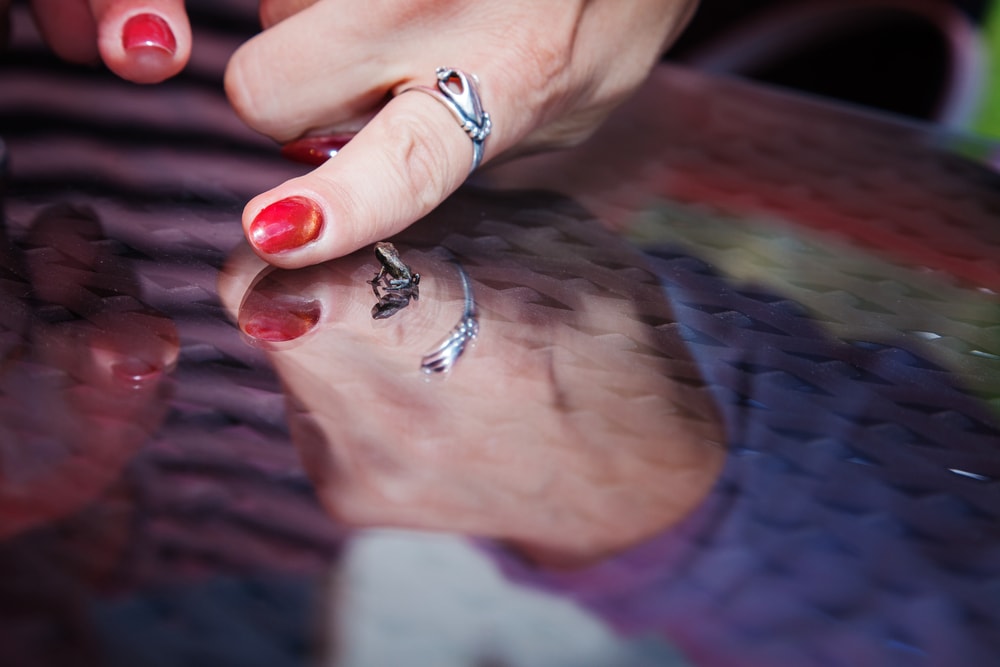 image of a Paedophryne amauensis compared to a human finger size
