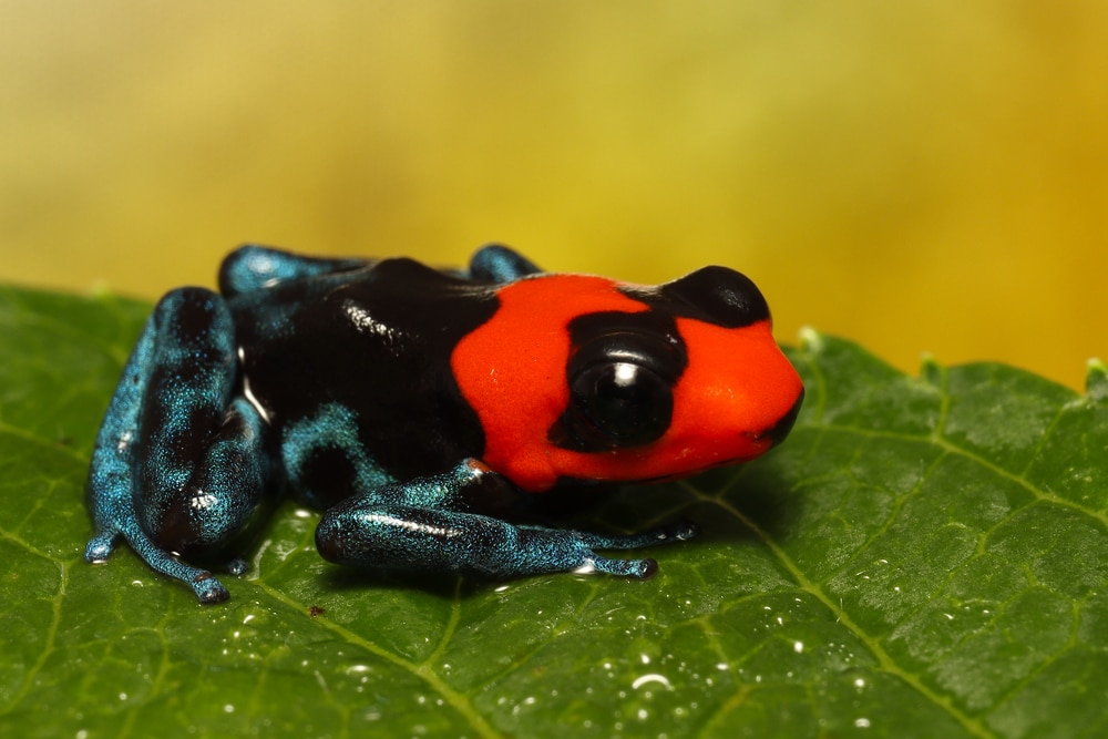 image of blessed poison frog sitting on a leaf with rain drops