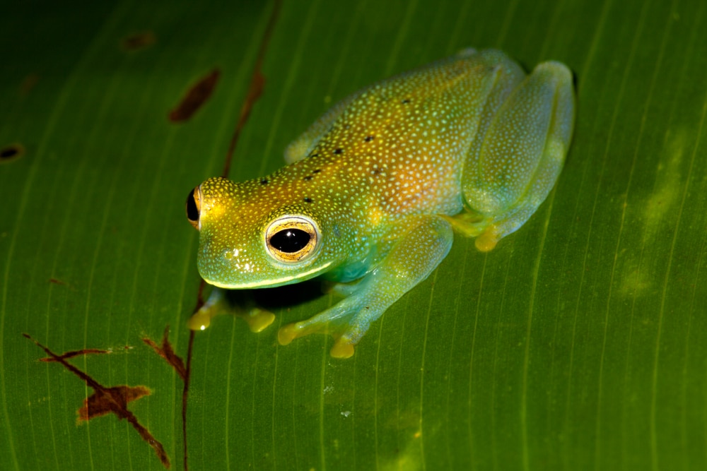 Fleischmann's Glass frog on a leaf in the rain forest, Costa Rica.