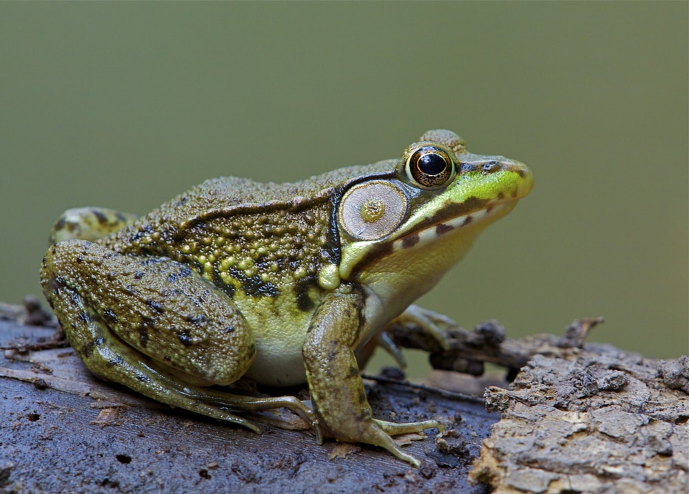 Green Frog, Lithobates clamitans, on log in a wetland