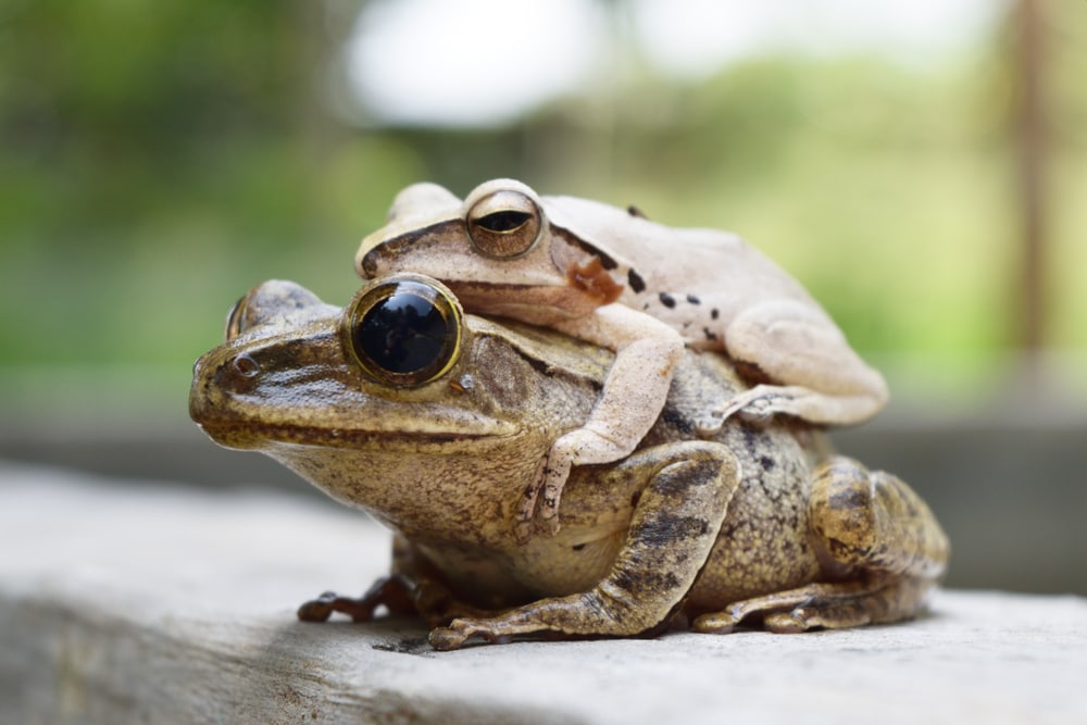 image of a pair of  common tree frog mating, the male is hugged on the female back 