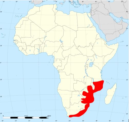 distribution map of the painted reed frog 