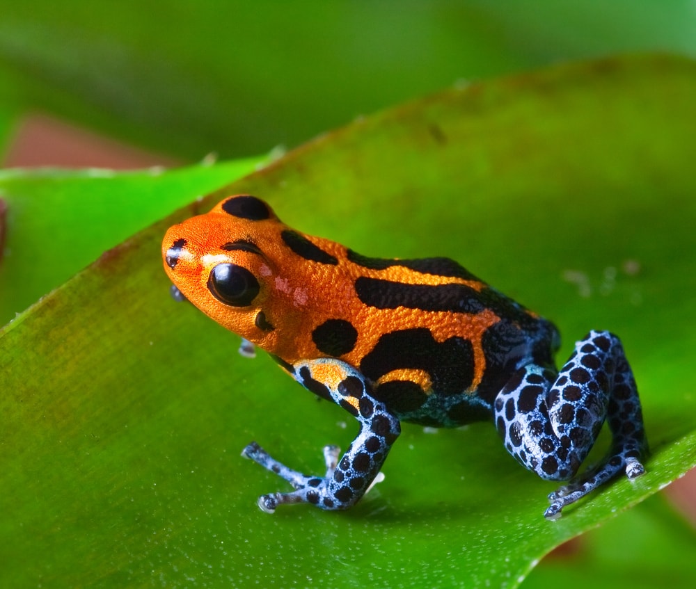 red poison dart frog sitting on green leaf in amazon rain forest of Peru 
