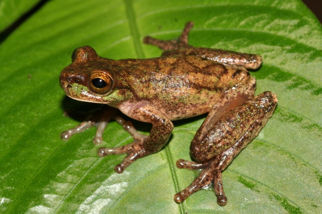 the rarest types of frogs, the American Cinchona Plantation tree frog, sitting on a leaf