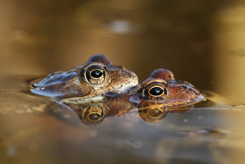 image of a pair of frogs in a pond during mating season