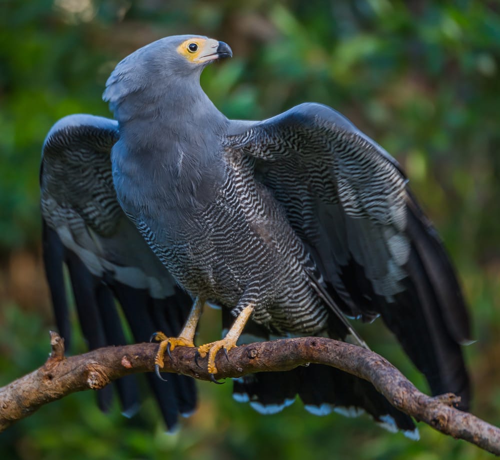 image of a African Harrier Hawks perched on a tree branch getting ready to fly