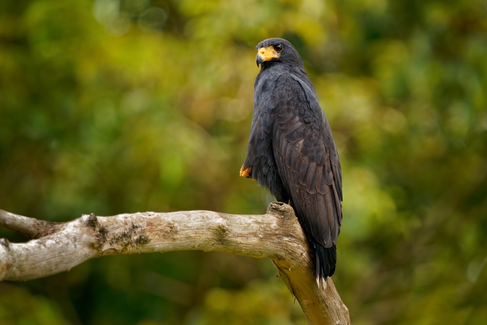 image of a common black hawk, types of hawks in the coastline of Mexico and Central America, perched on a tree branch