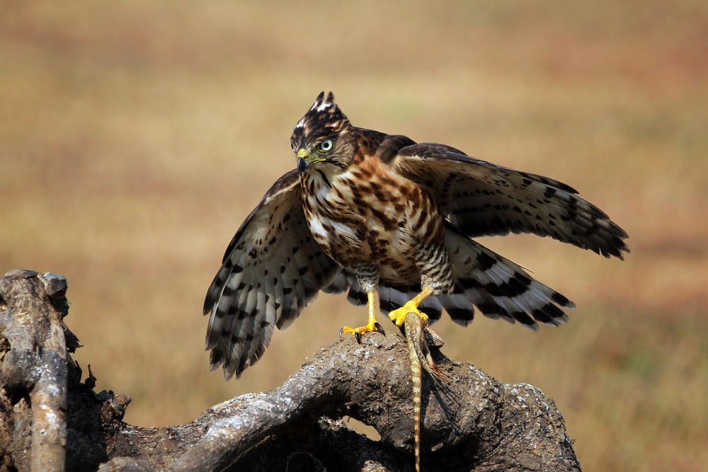 image of  crested goshawk, one of the types of hawks that can be found throughout Asia, perched on a branch with it's lizard prey
