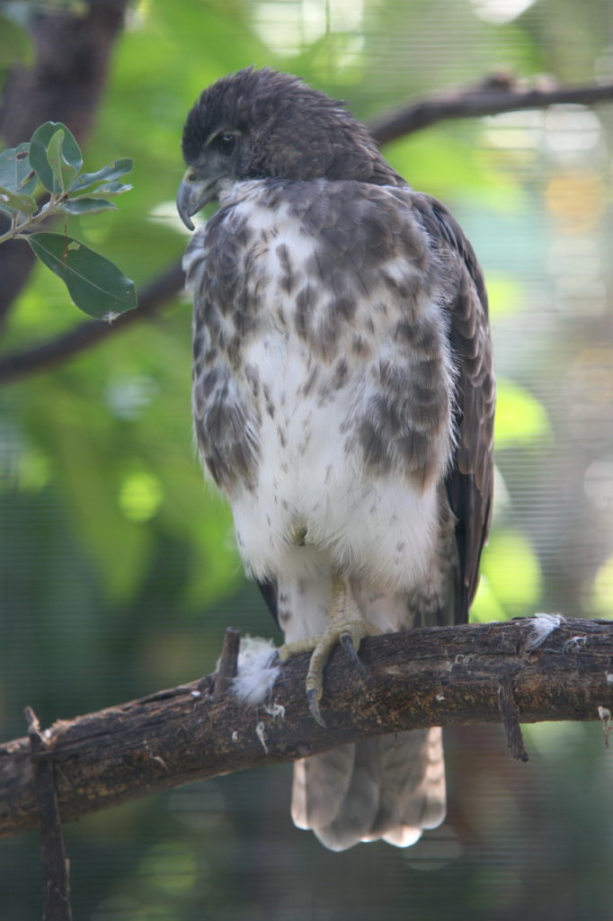 image of hawaiian hawk perched on a tree branch in Honolulu Zoo, Hawaii