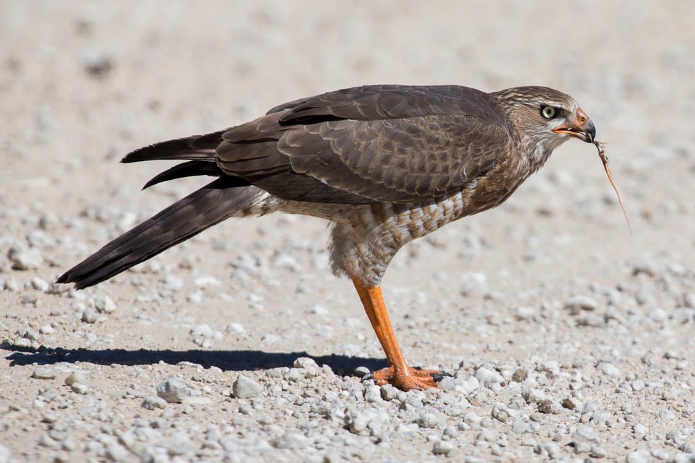 Female Pale Chanting Goshawk killing a small lizard on the ground