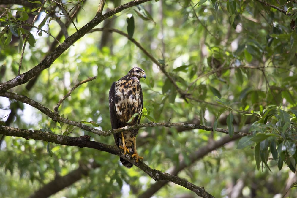 young Rufous Crab Hawk, Buteogallus aequinoctialis, sitting hidden on branch