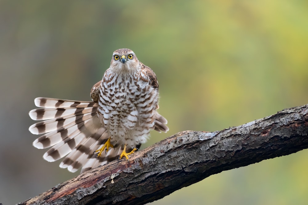 image of the smallest types of hawks in North America, the Eurasian sparrowhawk also known as the sparrowhawk sitting on the dry trunk. in spring.