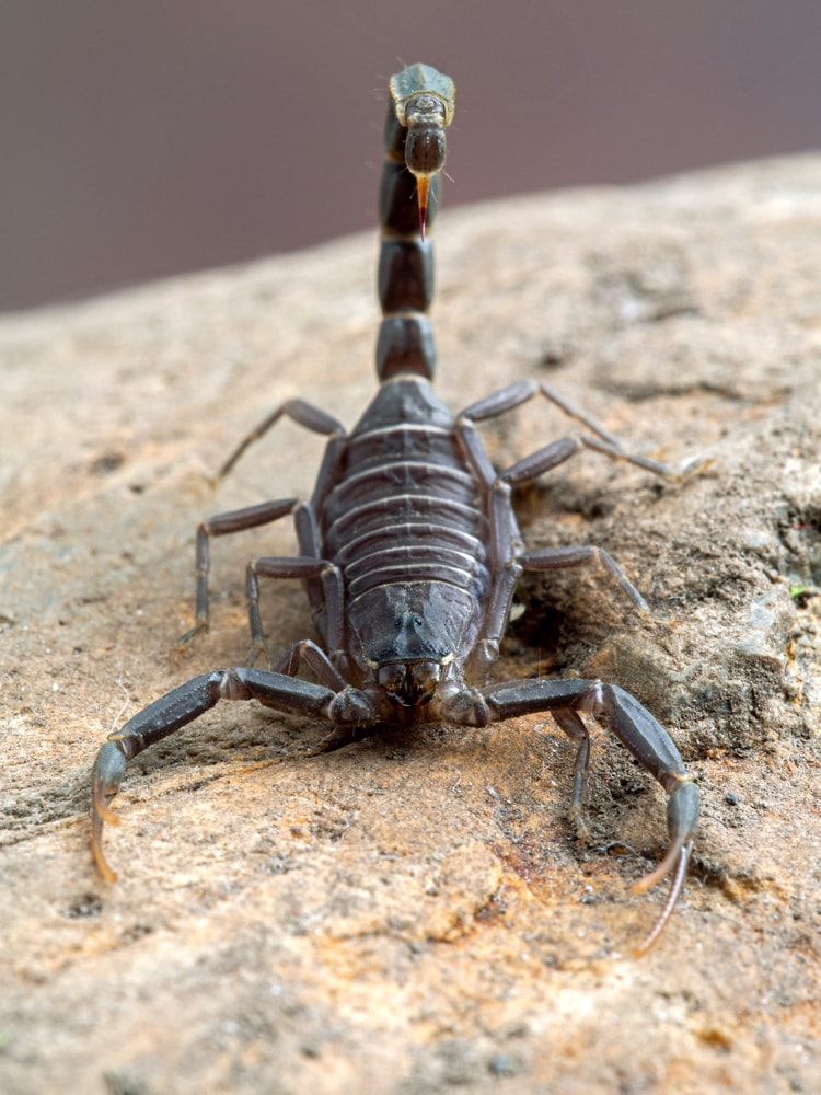 closeup image of  Arabian fat-tailed scorpion venom standing on a stone