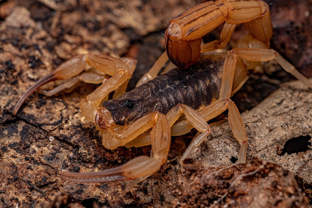 close up image of an adult Brazilian yellow scorpion