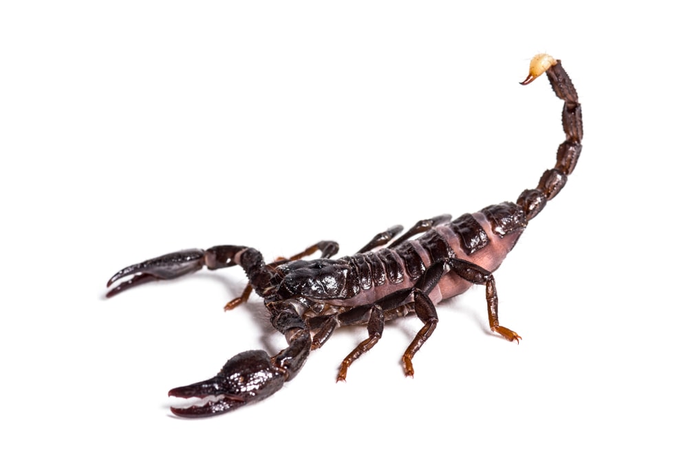 image of a dictator scorpion isolated on a white background