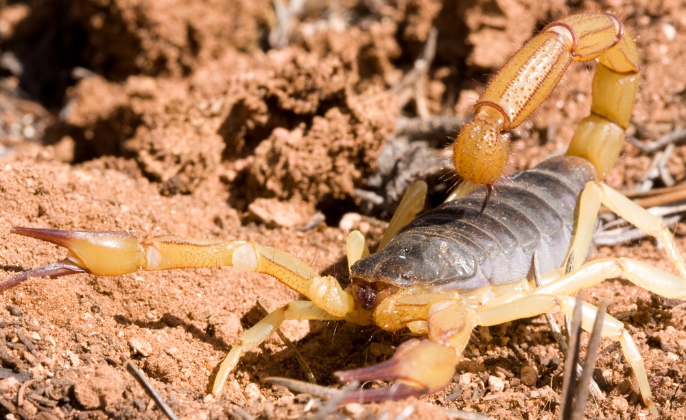 Macro shot of Giant Hairy Scorpion, Hadrurus arizonensis, in the northern Arizona desert