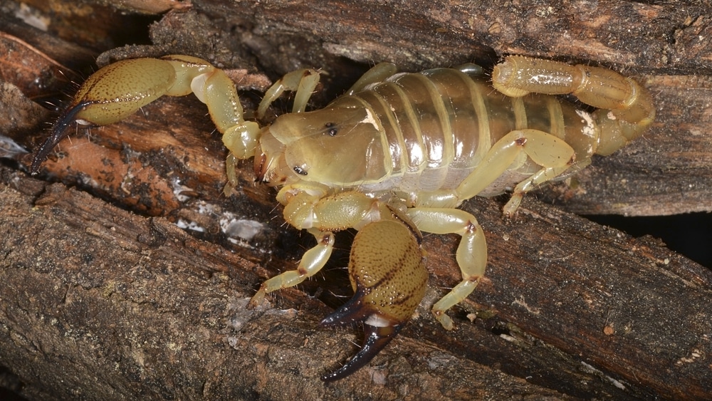 large-clawed scorpion or Israeli gold scorpion, a species of North African and Middle Eastern scorpion