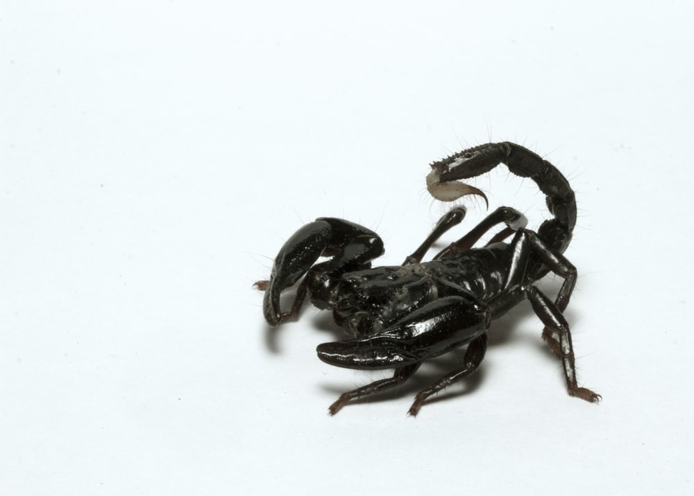 the Malaysian Forest scorpion isolated on a white background