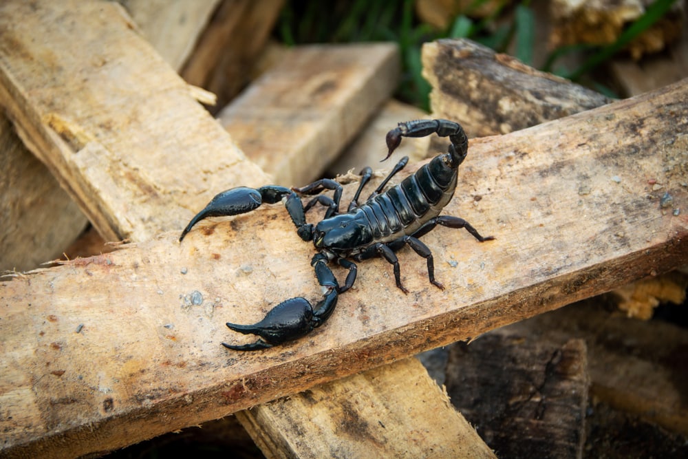 Vietnam forest scorpion n the pile wood construction timber.