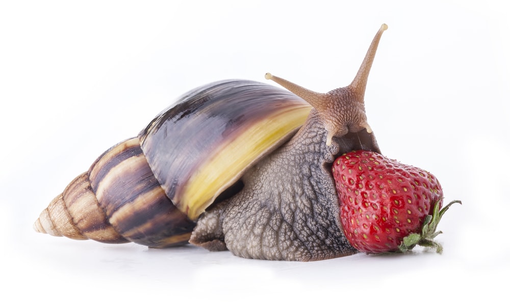 giant African land snail eating a strawberry isolated on a white background