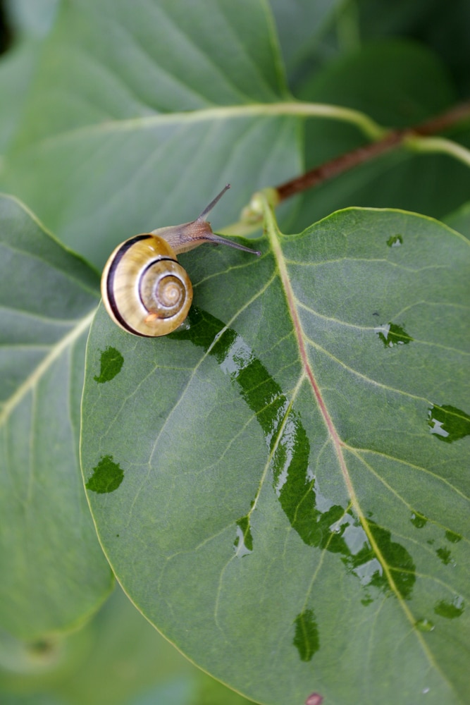 a snail moving on the edge of the leaf leaving a trail of slime