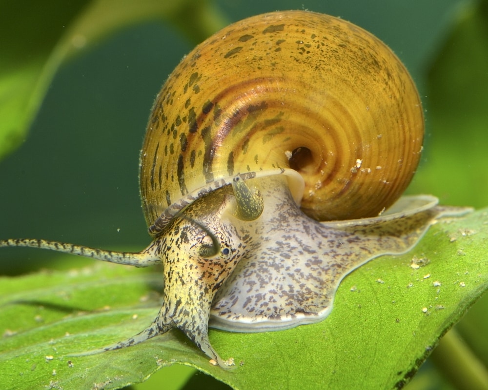 Pomacea, a genus of freshwater snails, gastropod mollusks in the family Ampullariidae, the apple snails