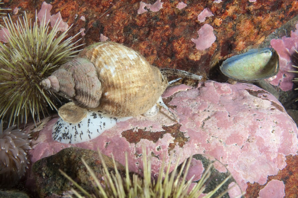 image of a common whelk or a waved whelk underwater with sea urchin