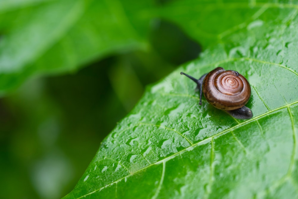 close up shot of Pomacea canaliculata or Golden apple snail walks on a green leaf 