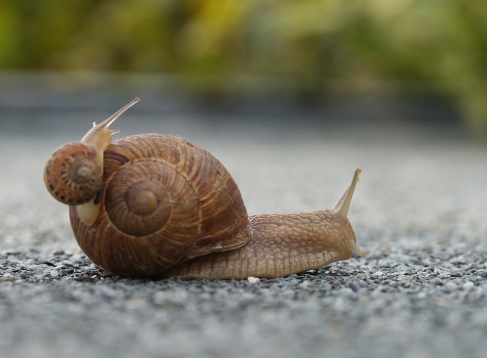 a baby snail climbing up to its mother's shell