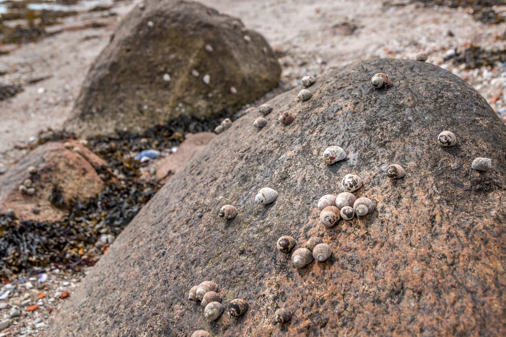 Group of Sea winkle or periwinkle on rock at low tide.