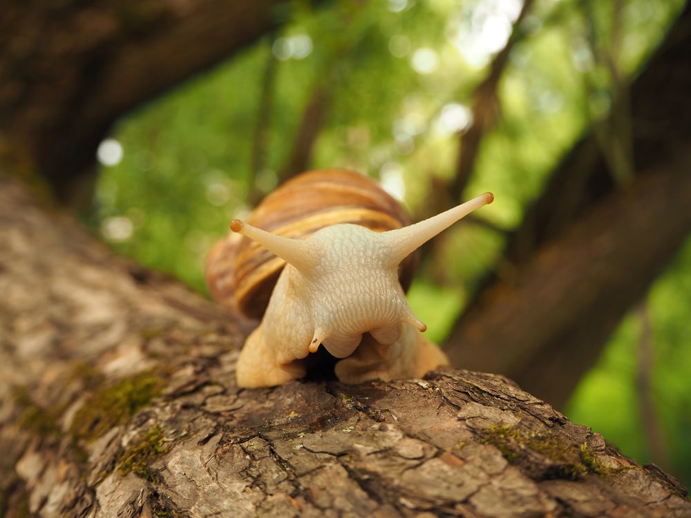 Achatina snail with antennae eyes sits on a moss-covered tree