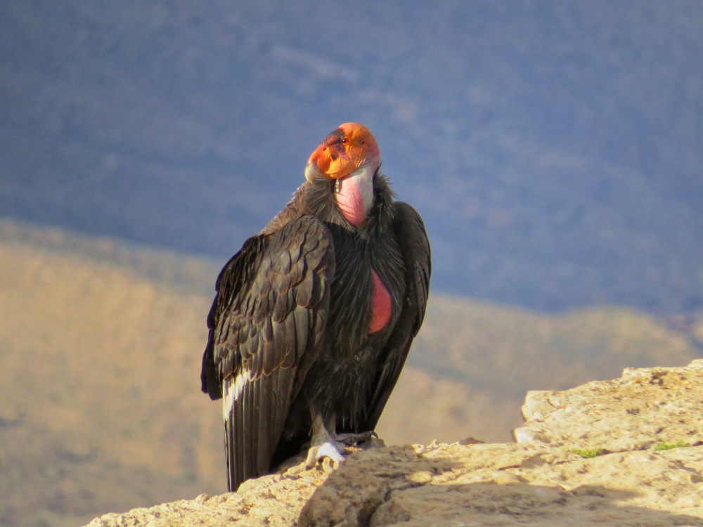California Condor at Grand Canyon National Park