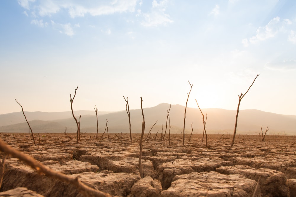 dead trees caused by drought