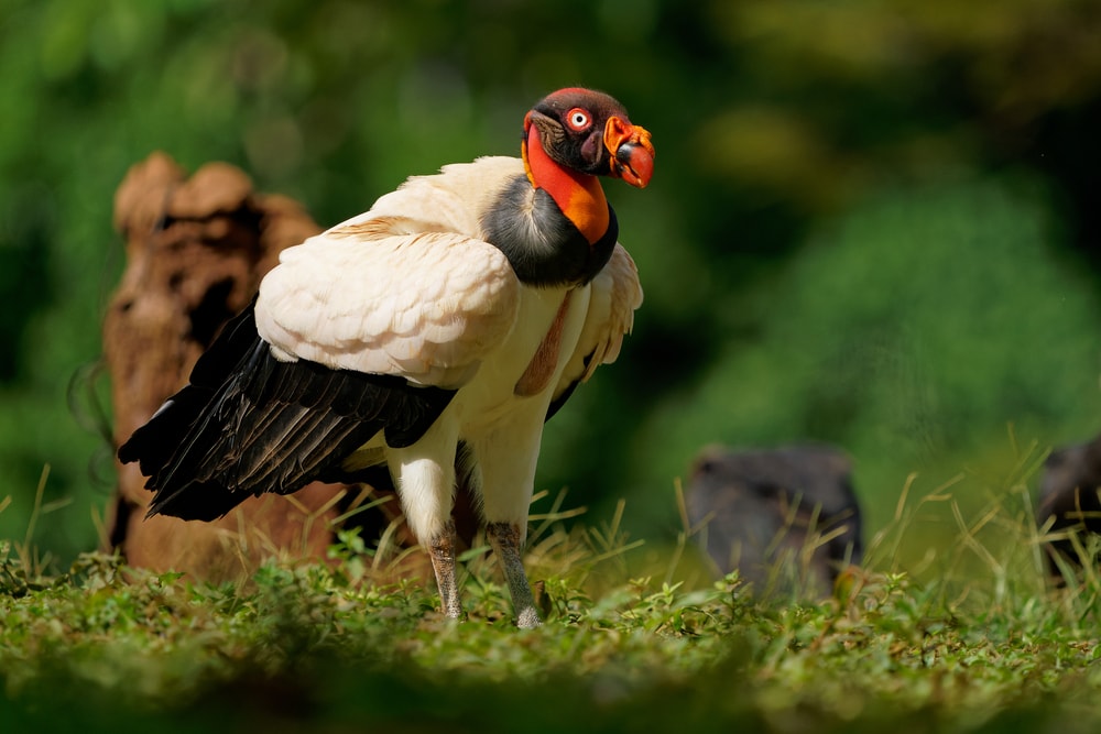 king vulture walking on grass field