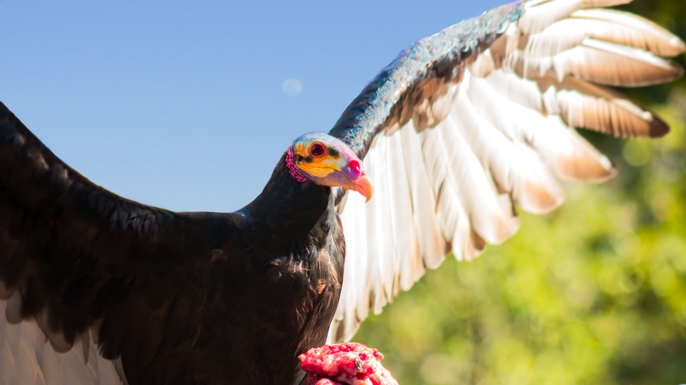 a lesser yellow-headed vulture opening its wings