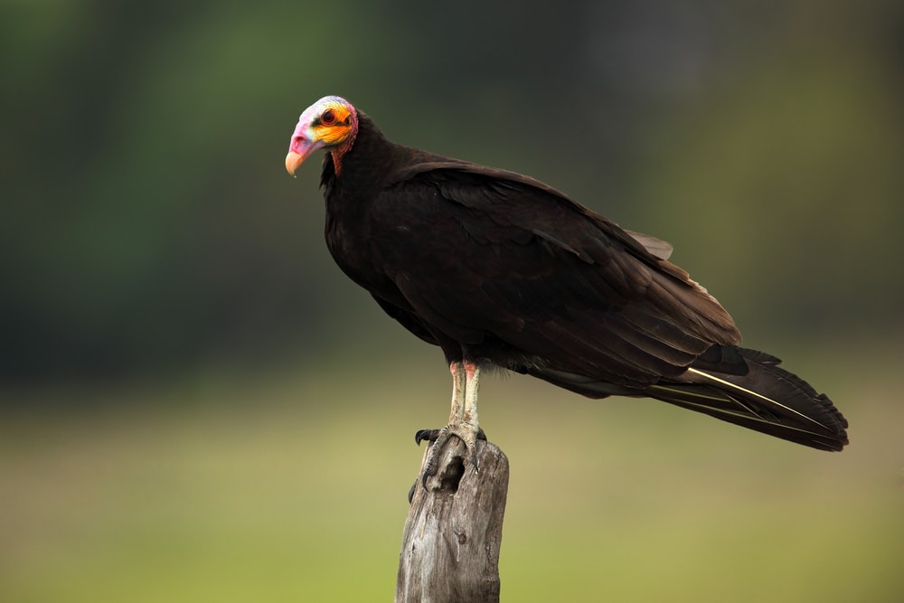 image of a lesser yellow-headed vulture perched on a wood