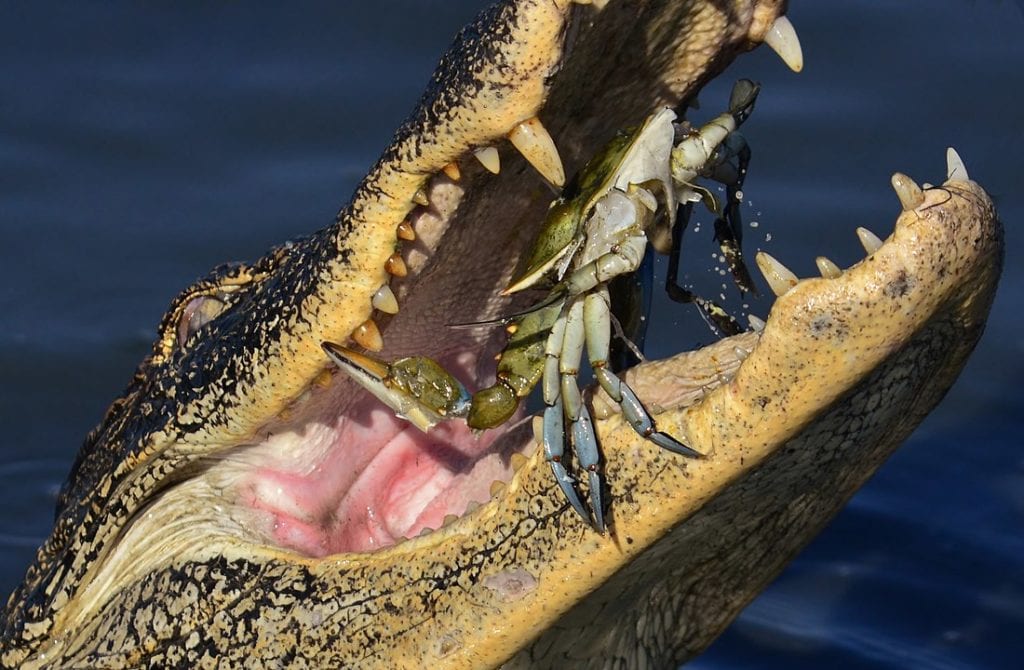 American alligator eating a crab